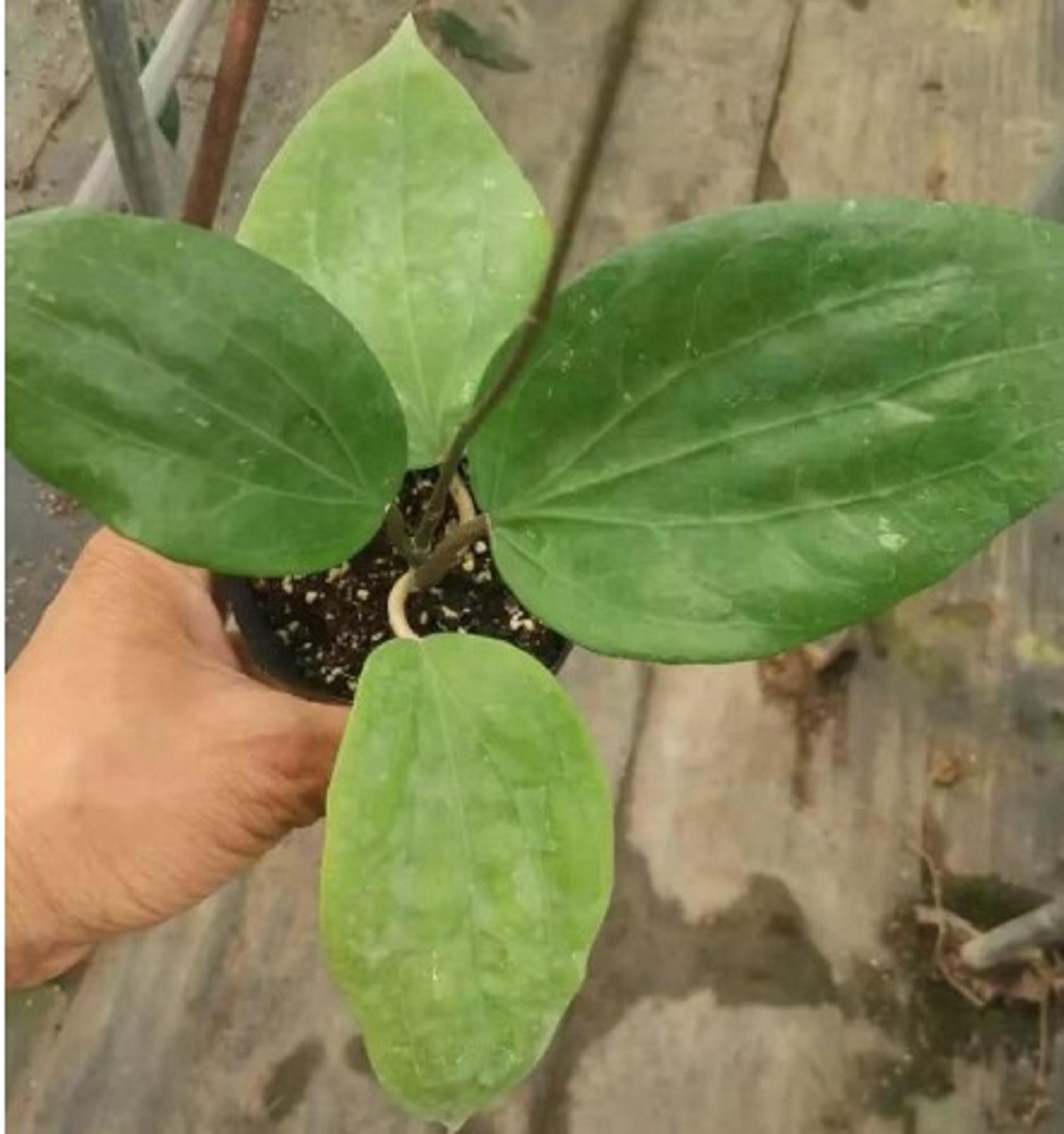 Hoya glabra - Etsy 日本