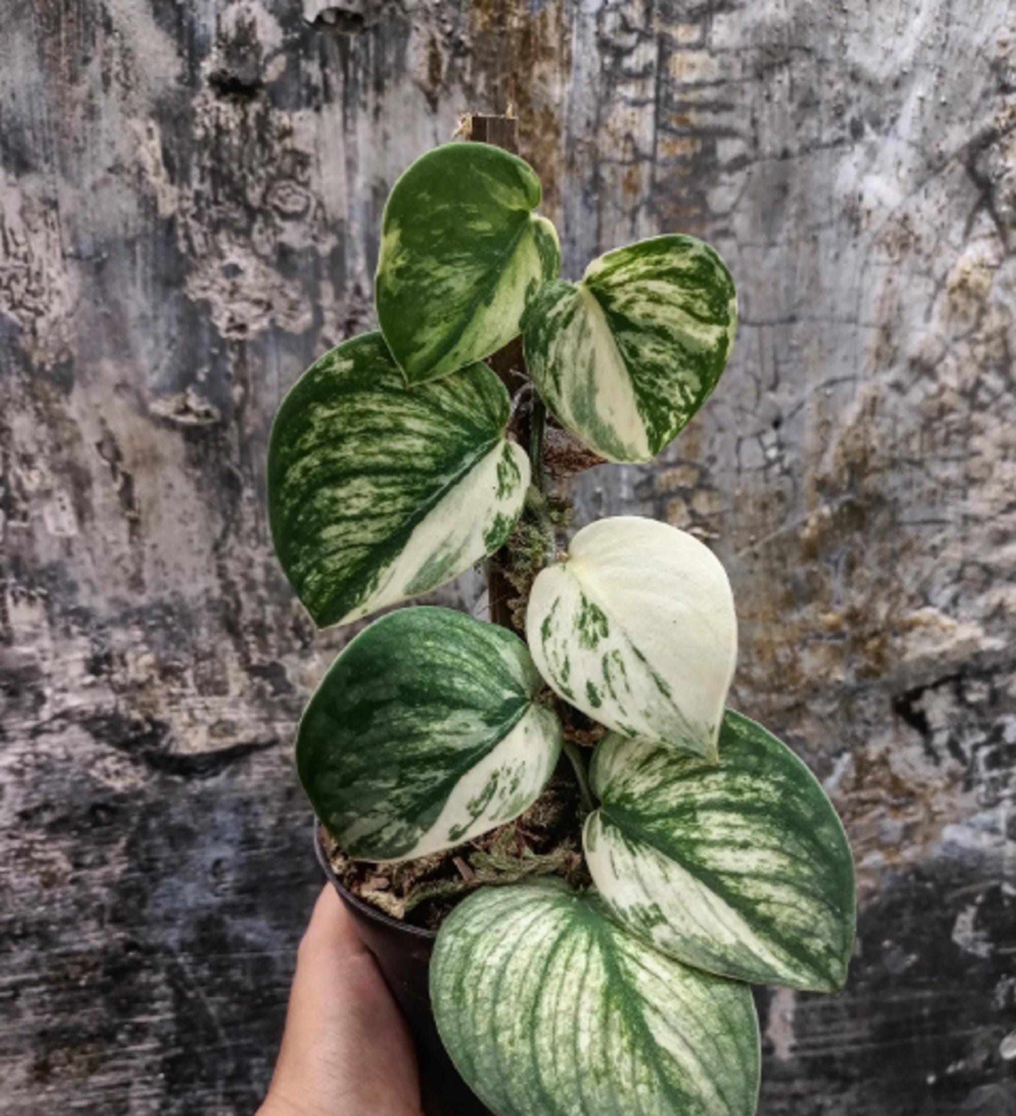 Scindapsus borneo - Etsy 日本