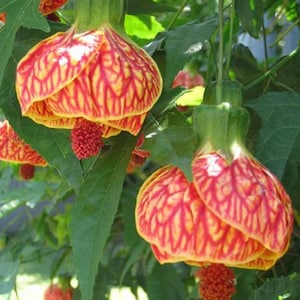 May include: Close-up of vibrant orange and yellow flowers with intricate vein-like patterns. The flowers hang from green stems, surrounded by lush green leaves. The overall image showcases a natural, botanical theme.