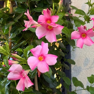 May include: A climbing Mandevilla plant featuring vibrant pink, trumpet-shaped flowers with yellow centers. The plant has glossy, dark green, oval-shaped leaves and several unopened flower buds, growing on a trellis against a light wall.