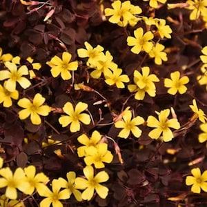 May include: Close-up of a plant with small, bright yellow flowers and dark burgundy leaves. The flowers have five petals and are clustered together, creating a vibrant contrast against the foliage.