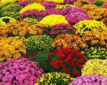 RANDOM Mum Live Plant - 2-5" Tall - Ship No Pot - Colorful Chrysanthemum Flower Plant for Garden, Patio & Fall Decorations