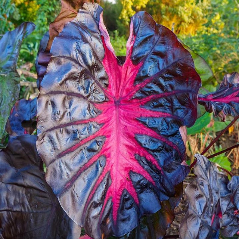 May include: Close-up of a large, textured leaf with a striking color contrast. The leaf's outer edges are a deep, dark purple, transitioning to a vibrant pink center with prominent veins. The plant is set against a blurred green background.