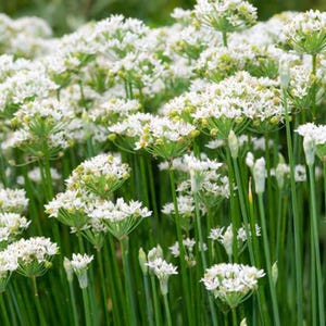 May include: A close-up of chives in bloom, featuring clusters of small white flowers atop tall, green stems. The image showcases the delicate texture and vibrant green of the chives, creating a fresh and natural aesthetic.