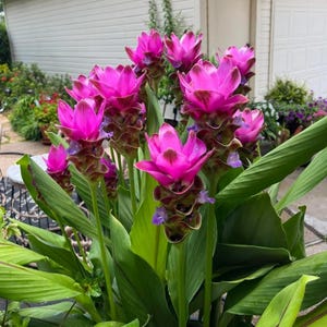 May include: A cluster of vibrant pink Siam tulip flowers with dark burgundy bracts and green leaves. The flowers are in full bloom, showcasing their bright color and unique shape. The plant is in a garden setting.