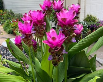 Curcuma Siam Shadow Live Plant - 3-6" Tall - Ship No Pot - Purple Pink Tropical Ginger Flower Ornamental Curcuma for Garden