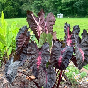 May include: A close-up of a plant with large, dark leaves with prominent veins in shades of burgundy and pink. The plant has a lush, textured appearance, with some green leaves visible. The plant is in a garden setting.