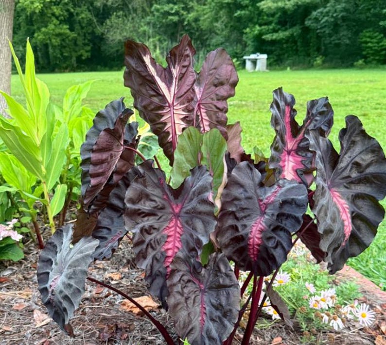 May include: A close-up of a plant with large, dark leaves with prominent veins in shades of burgundy and pink. The plant has a lush, textured appearance, with some green leaves visible. The plant is in a garden setting.