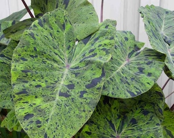 Mojito Colocasia Live Plant - 6–10" Tall - 3 Inch Pot - Variegated Elephant Ear - Tropical Foliage Starter - Decorative Home Garden Plant