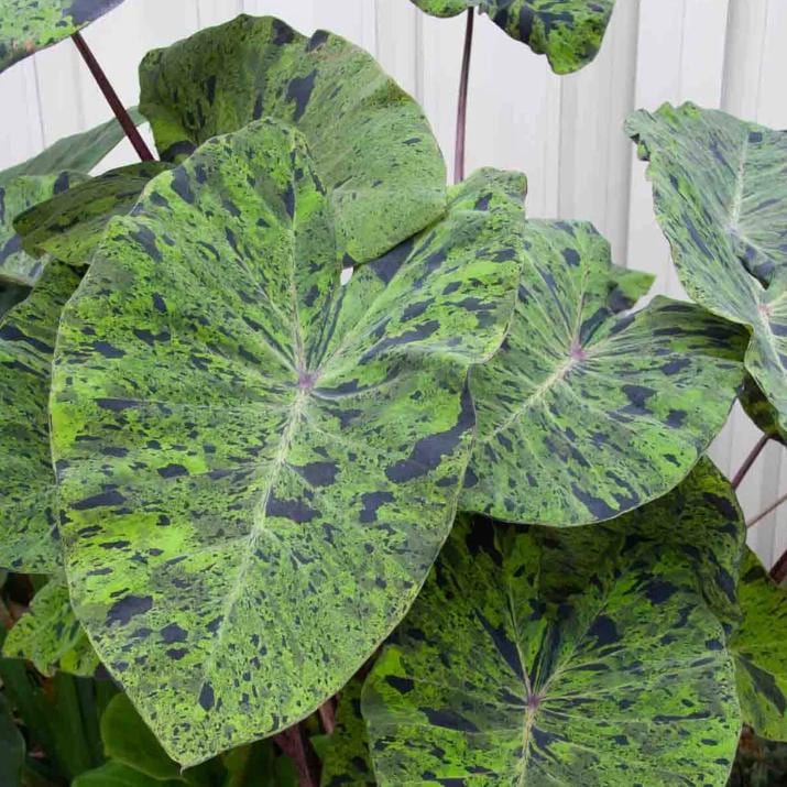 artificial varigated philodendron Philodendron Florida Beauty Variegated | Philo Florida Beauty in 4.5” Pot | Rare Indoor Plants for Delivery | Houseplant for sale main image 1