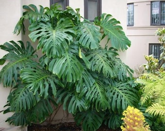 Philodendron Monstera Deliciosa Live Plant - 10-12" Tall - Ship no pot - Split-Leaf Tropical Houseplant for Home & Office Decor