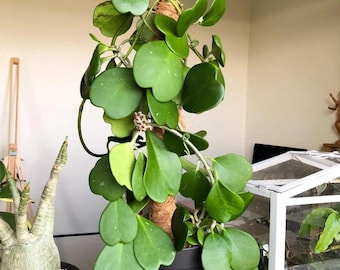 Hoya Kerrii Live Plant - 3-6" Tall - Ship No Pot - Heart-Shaped Leaf Houseplant for Indoor Growing & Decorative Displays