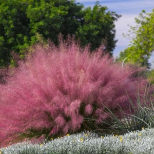 May include: A vibrant pink muhly grass plant in full bloom, with feathery plumes creating a cloud-like appearance. The plant is surrounded by green foliage and a blue sky, creating a natural landscape scene.