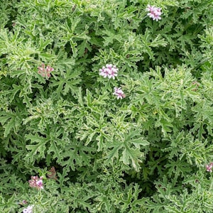 wiese saatgut 500 qm Blumenwiese Saatgut aus 50 ein- und mehrjhrigen Arten Gropack   Gardenox-Natur