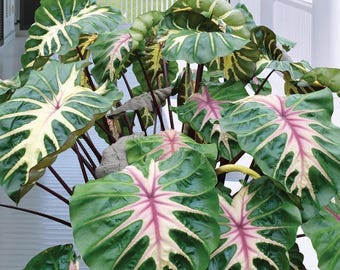 Waikiki Colocasia Live Plant – 6–10" Tall – Colocasia esculenta ‘Waikiki’ – Colorful Elephant Ear for Containers & Tropical Gardens