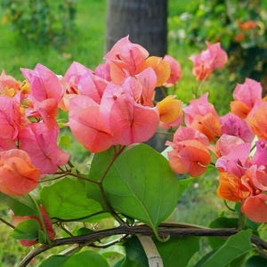 May include: Close-up of vibrant bougainvillea flowers in shades of pink and orange. The flowers are clustered together, with green leaves and stems. The background is blurred, showing green grass and a tree trunk.