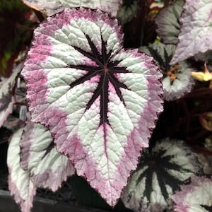 May include: Close-up of a begonia leaf with a striking pattern. The leaf features a white center, bordered by pink and edged with dark purple. The veins radiate from a central point, creating a starburst effect. The leaf's texture is slightly textured.