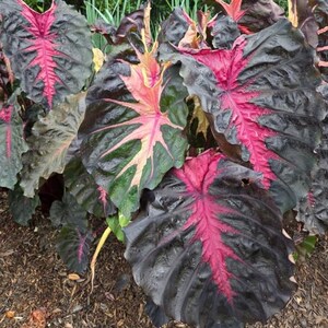 May include: Close-up of large, dark green leaves with prominent pink veining. The leaves have a glossy texture and a striking color contrast. The plant is in a garden setting, with brown mulch visible.