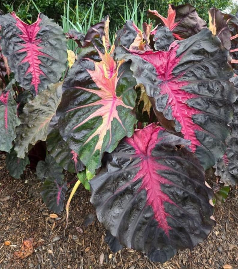 May include: Close-up of large, dark green leaves with prominent pink veining. The leaves have a glossy texture and a striking color contrast. The plant is in a garden setting, with brown mulch visible.