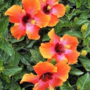 Hibiscus Fiesta Live Plant - 4-6" Tall - Ship No Pot - Tropical Flowering Houseplant for Garden & Patio Decor