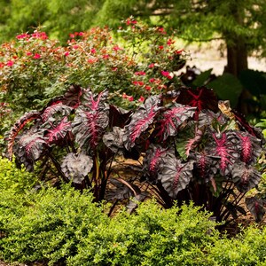 May include: A lush garden scene featuring a cluster of large, dark burgundy plants with striking red veining. The plants are surrounded by vibrant green foliage and a backdrop of red flowering bushes and trees, creating a colorful and textured landscape.
