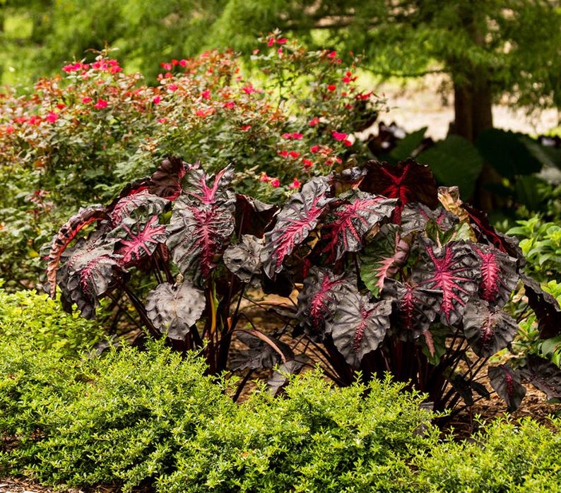 May include: A lush garden scene featuring a cluster of large, dark burgundy plants with striking red veining. The plants are surrounded by vibrant green foliage and a backdrop of red flowering bushes and trees, creating a colorful and textured landscape.