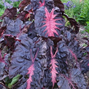 May include: A close-up of a plant with large, dark purple leaves and striking pink veins. The leaves have a textured appearance and a heart shape. The plant is surrounded by green foliage and purple flowers in the background.