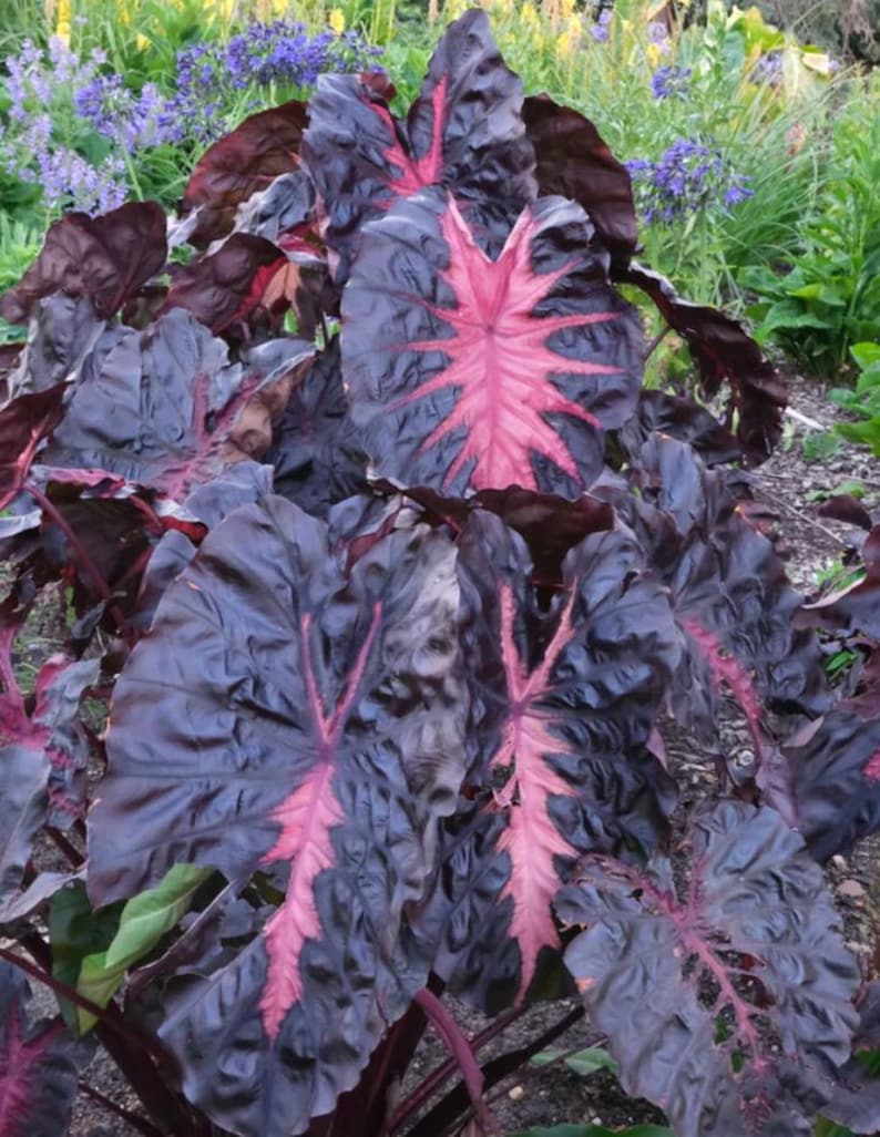 May include: A close-up of a plant with large, dark purple leaves and striking pink veins. The leaves have a textured appearance and a heart shape. The plant is surrounded by green foliage and purple flowers in the background.