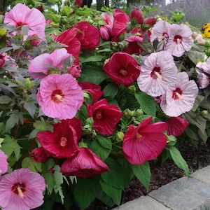 May include: A vibrant display of hibiscus flowers in various shades of pink and red. The blossoms, with their prominent stamens, are surrounded by green foliage. The image showcases the beauty of a garden with a variety of colorful blooms.