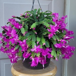 Purple Christmas Cactus Plant 5-6