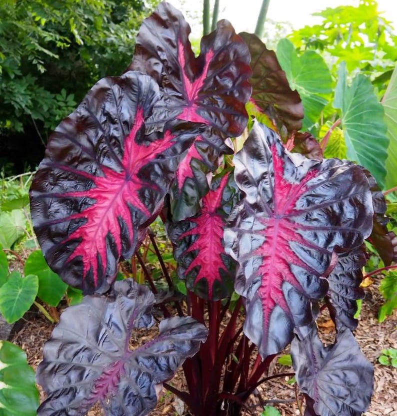 May include: Close-up of a plant with large, dark purple leaves featuring striking, bright pink veining. The plant has a tropical appearance, with multiple leaves and stems visible. The leaves have a textured surface and a unique color pattern.
