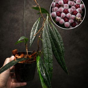 Hoya sulawesiana - Etsy 日本