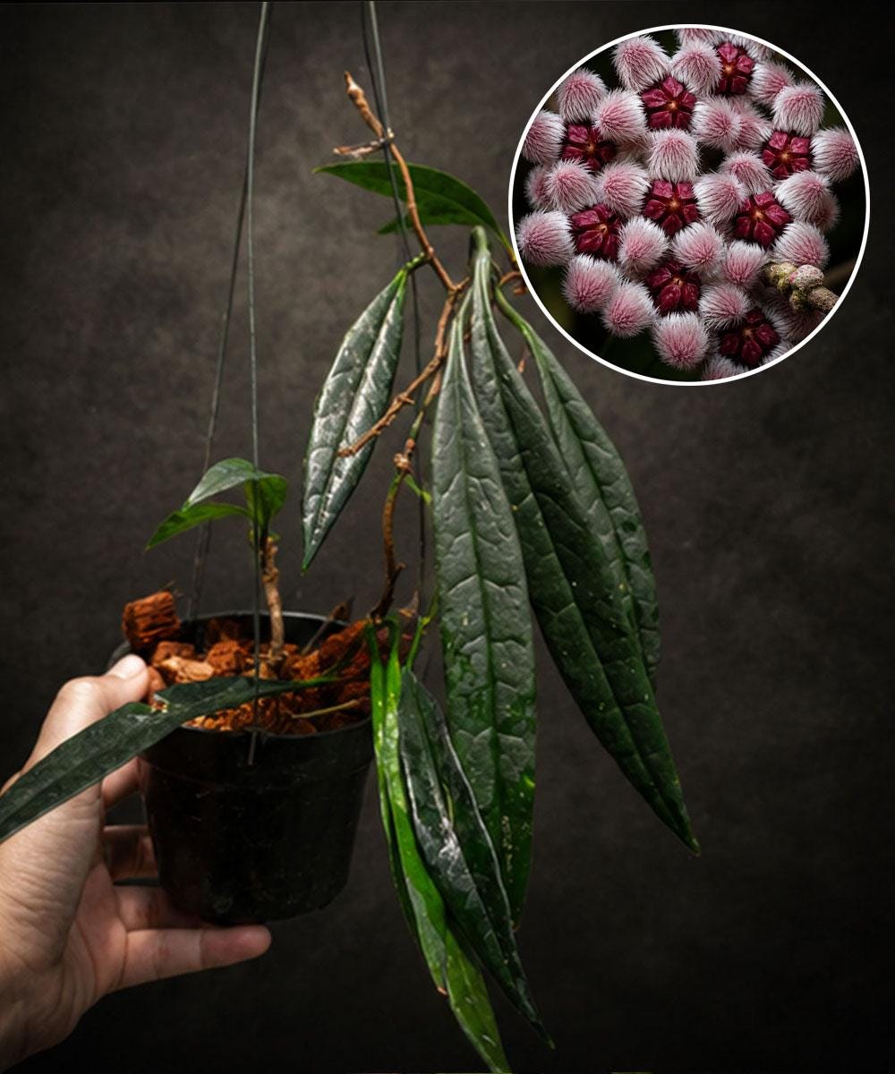 Hoya sulawesiana - Etsy 日本