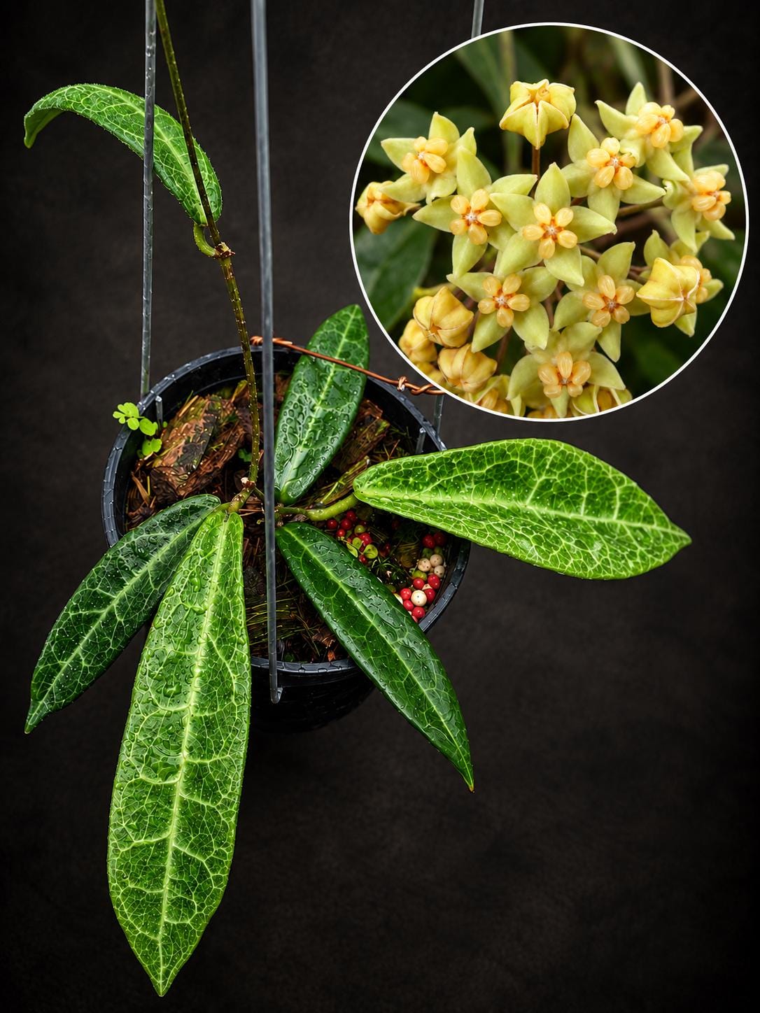 Hoya Hypolasia - Etsy