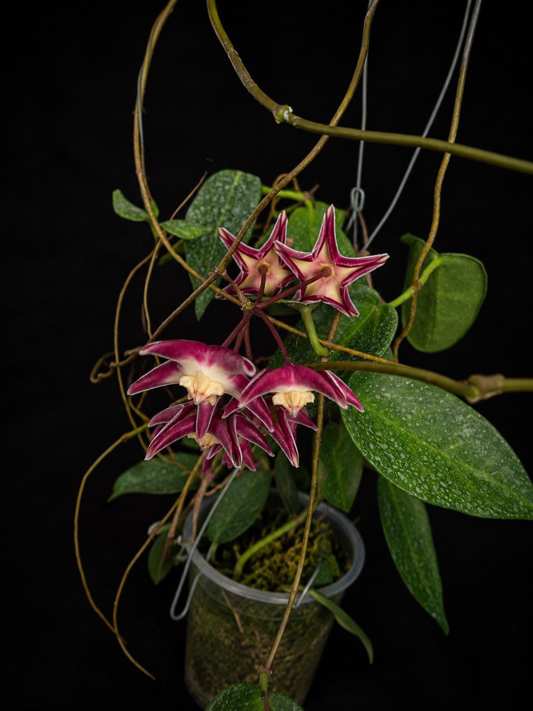 Hoya stenakei - Etsy 日本