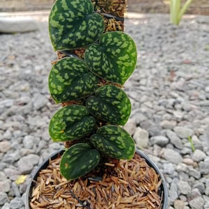 Könnte beinhalten: Eine Monstera dubia Pflanze mit herzförmigen, dunkelgrünen Blättern, die hellgrüne Panaschierungen aufweisen. Die Pflanze klettert an einem vertikalen Moosstab empor und die Basis ist in einem runden Kunststofftopf mit braunen Reisschalen bedeckt.