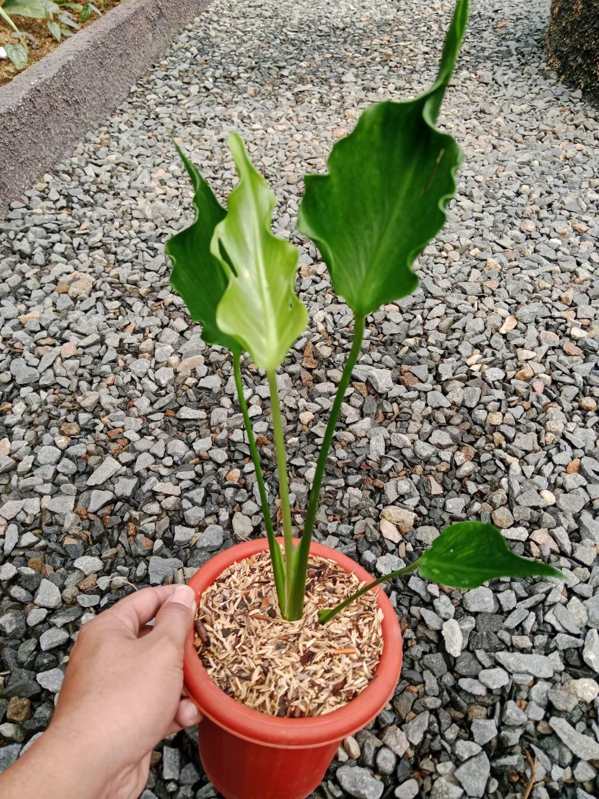Unniiae Monstera - Etsy