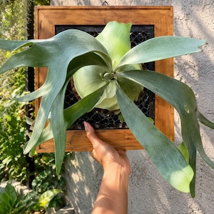 Puede incluir: Un helecho cuerno de alce montado en un marco de madera cuadrado con una malla de alambre negra. La planta presenta frondas grandes, anchas y de color verde claro con una textura aterciopelada que se extienden desde un escudo central.