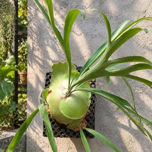 Puede incluir: Un helecho cuerno de alce montado sobre una placa de plástico negra rectangular con patrón de rejilla. La planta presenta una fronda basal redondeada de color verde claro y varias frondas fértiles verdes, largas y delgadas.