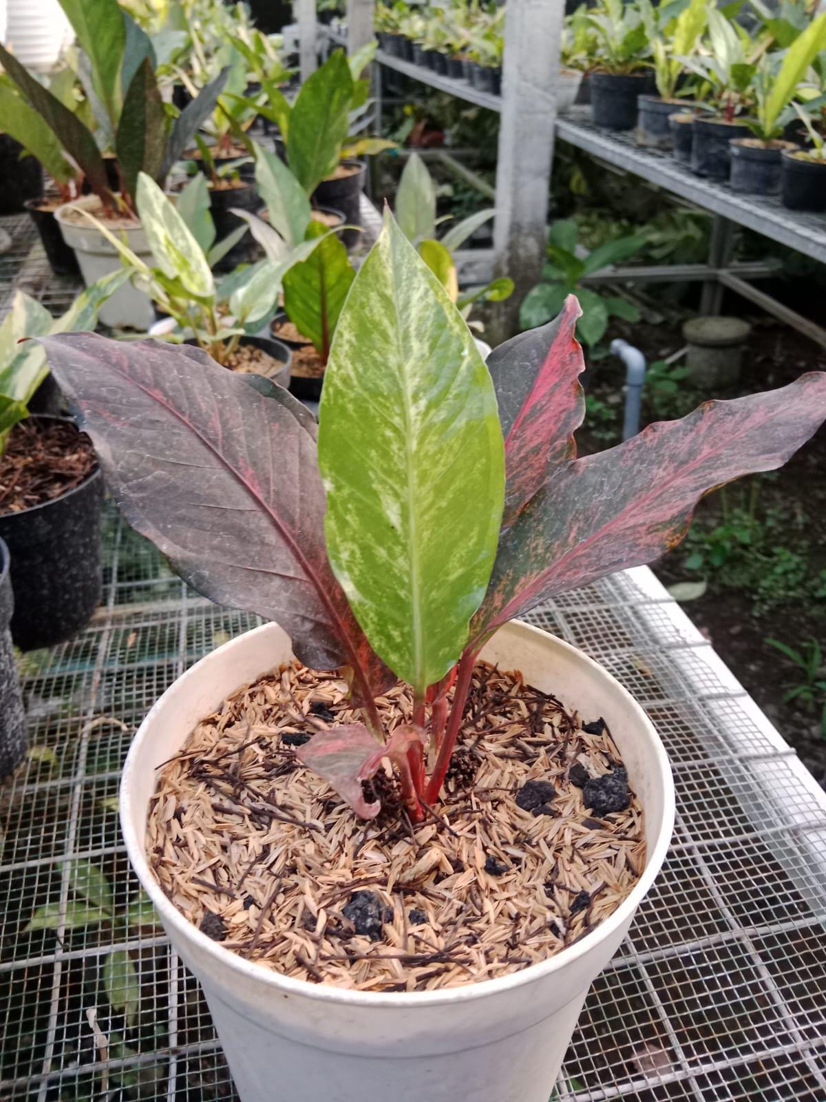 Anthurium variegata - Etsy 日本