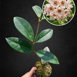 以下が含まれることがあります： 中央の茎に濃い緑色の楕円形の葉を持つホヤの植物で、苔の入った小さな鉢に植えられています。円形のインセット画像には、中心が濃い黄色の星型の淡いピンク色の花が房状に咲いている様子が写っています。