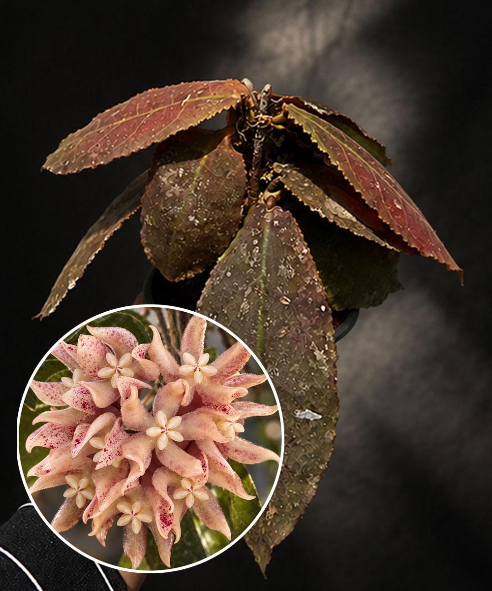 セール　ホヤ 美斑入りウンデュラータ Hoya Undulata サクララン Hoya Undulata - Etsy