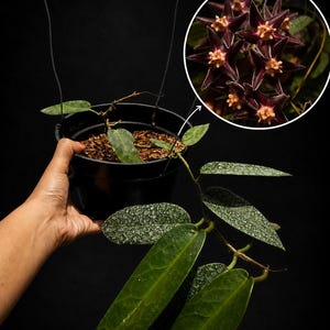 Hoya Stenakei - Etsy