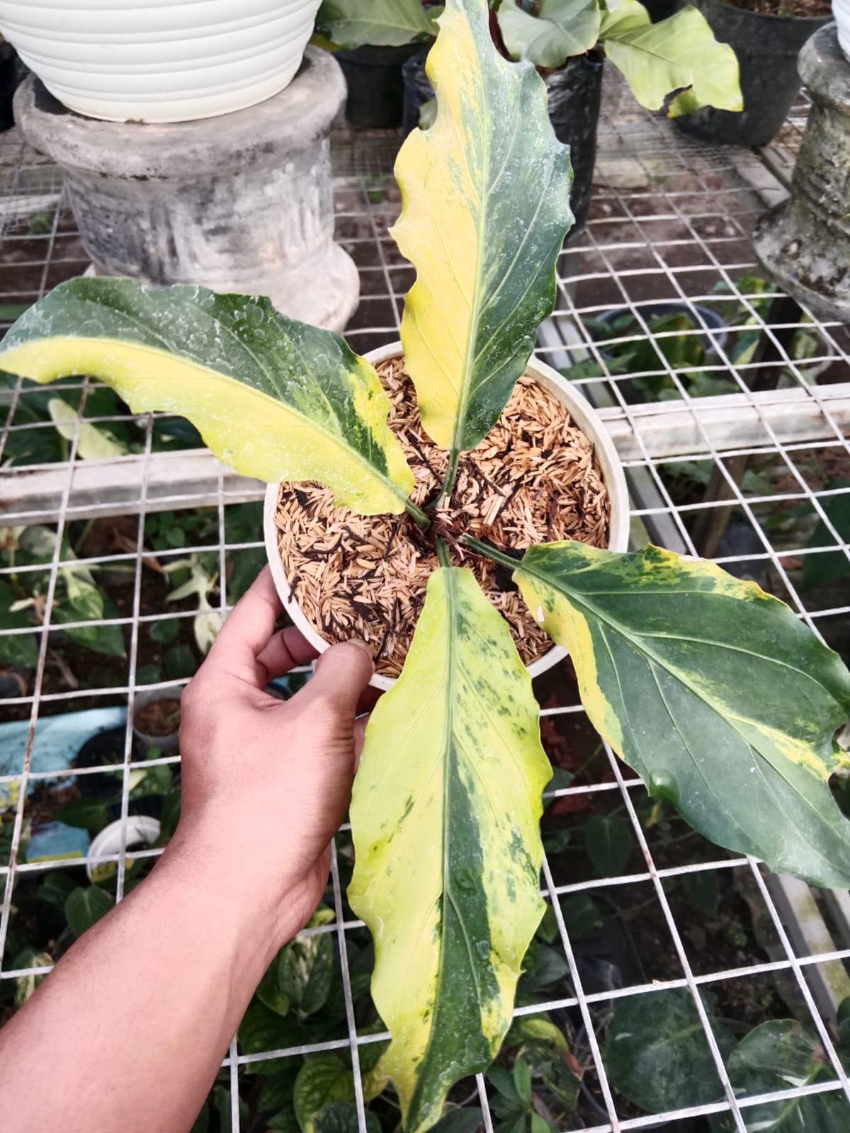 Anthurium plowmanii - Etsy 日本
