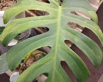 Super Rare Variegated Monstera Green on Green Plant - Variegated