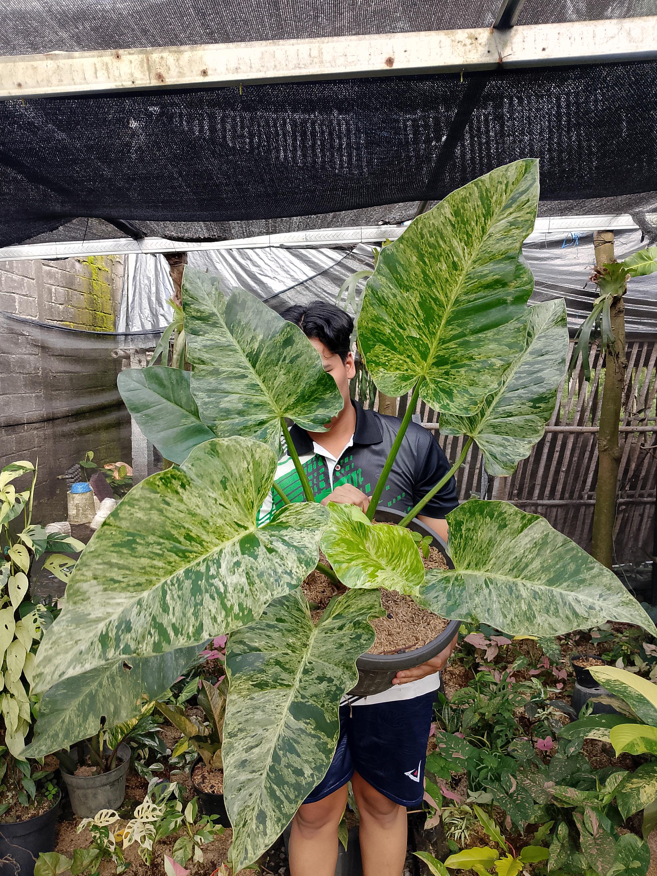 Philodendron gigas - Etsy 日本