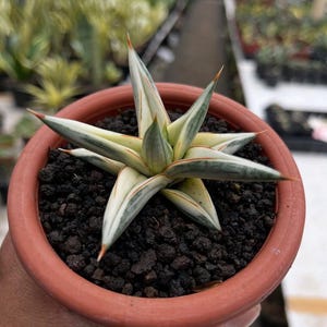 Sansevieria Bella Platinum - Etsy
