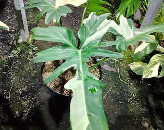 Echtes Bild Philodendron Goldener Drache bunt gemischt