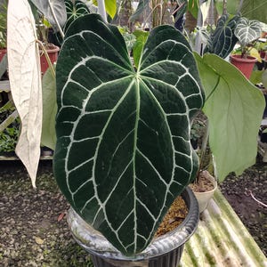 anthurium king Anthurium King of Kings 3” Pot – Angie's Planties
