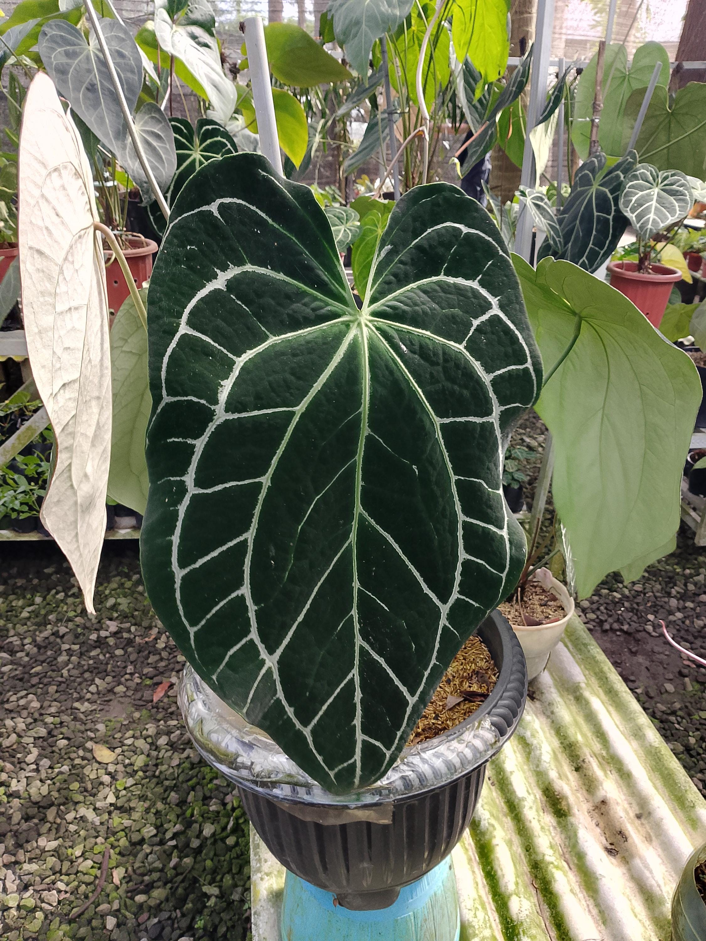 その他観葉植物 Anthurium crystallinum 'Black & Large' Anthurium crystallinum dark - Etsy 日本
